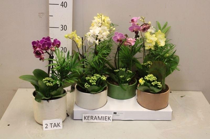 <h4>ARR KAMERPL BLOEI</h4>