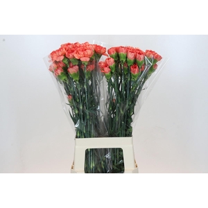 Dianthus St Kalimero