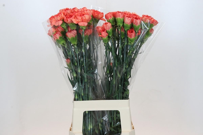 <h4>Dianthus St Kalimero</h4>