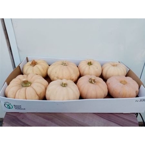 Cucurbita Ov
