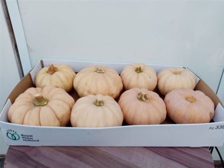 <h4>Cucurbita Ov</h4>