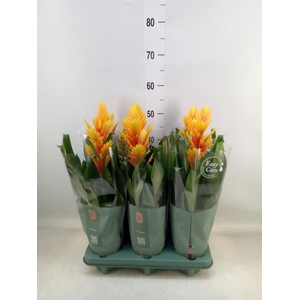 Vriesea  'Intenso Flame'