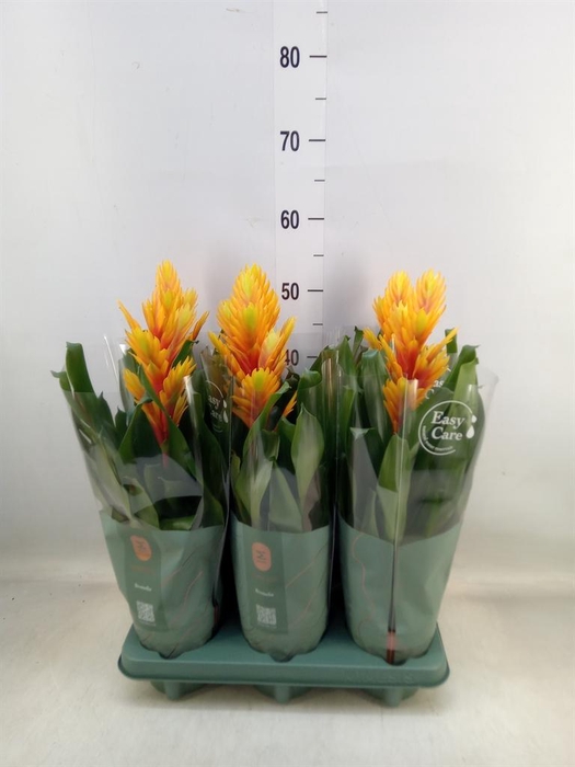 <h4>Vriesea  'Intenso Flame'</h4>