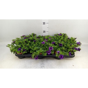 Calibrachoa  'Minifam Dk Blue'