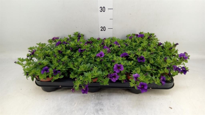 <h4>Calibrachoa  'Minifam Dk Blue'</h4>