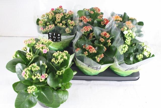 <h4>KAL GE GEM 5 KL</h4>