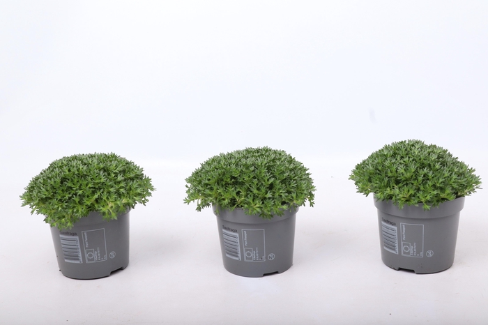 <h4>Saxifraga Saxony Red</h4>