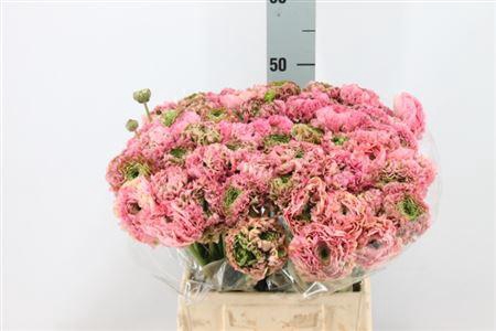 <h4>Ran Pon-pon Alice</h4>