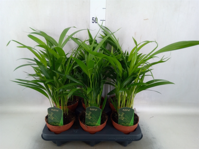 <h4>Dypsis lutescens   ...Chrysalidoca</h4>