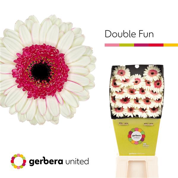 <h4>Ge Mi Double Fun Diamond United</h4>
