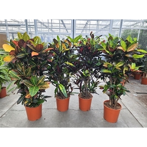 Codiaeum mix (Croton mix)