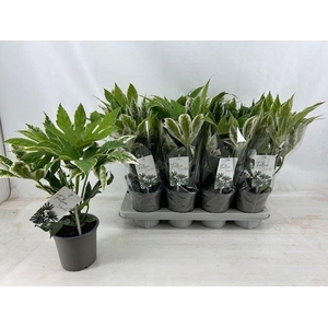 Fatsia japonica 'Variegata'