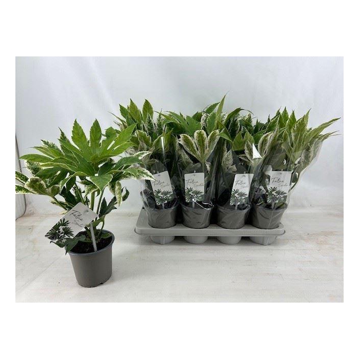 <h4>Fatsia japonica 'Variegata'</h4>