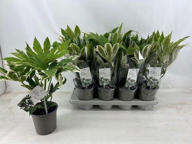 Fatsia japonica 'Variegata'