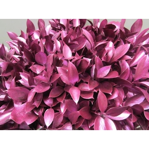 Ruscus G Metallic Fuchsia