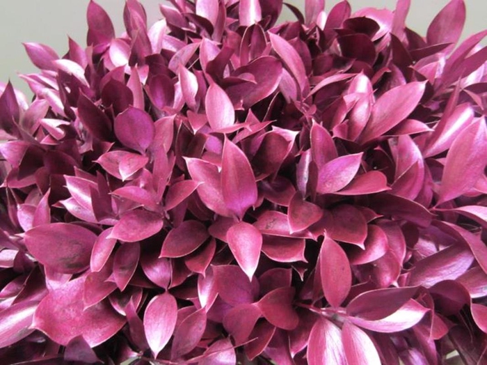 <h4>Ruscus G Metallic Fuchsia</h4>