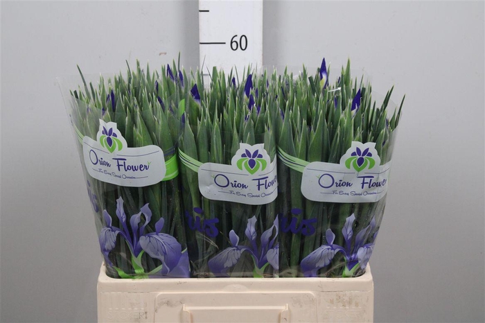 <h4>Iris Prof Blaauw</h4>