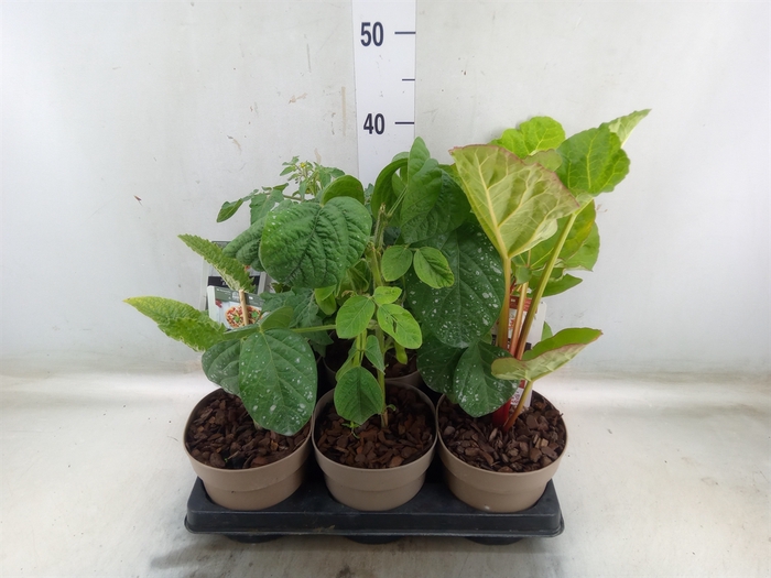 <h4>Groenteplanten   ...Mix Vegetables</h4>