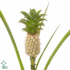 Ananas Baby Green