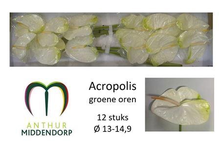 <h4>Anth A Acropolis</h4>