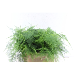 Asparagus Set 1e Veren