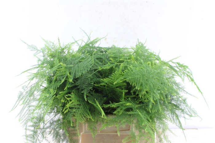 <h4>Asparagus Set 1e Veren</h4>