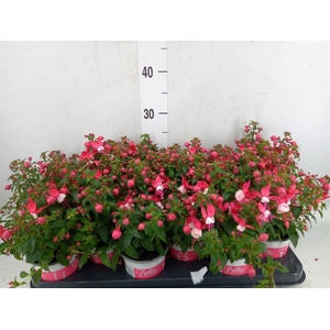 Fuchsia  'Bella Fuchsia Evita'
