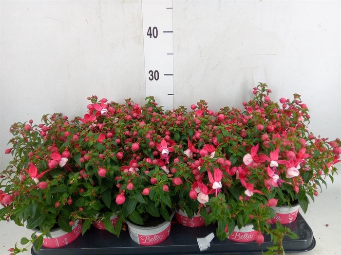 <h4>Fuchsia  'Bella Fuchsia Evita'</h4>