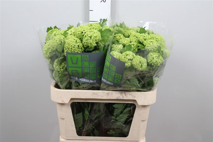 <h4>Viburnum Roseum St 4 Bal</h4>