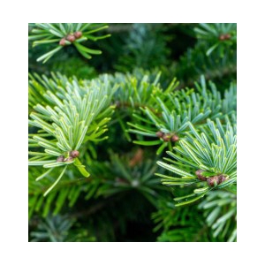 Abies concolor
