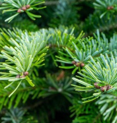 <h4>Abies concolor</h4>