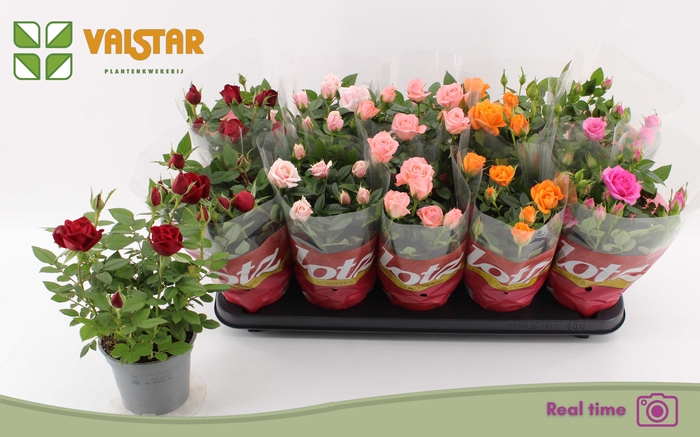 <h4>RO LOTZ OF GEM 5 KL</h4>