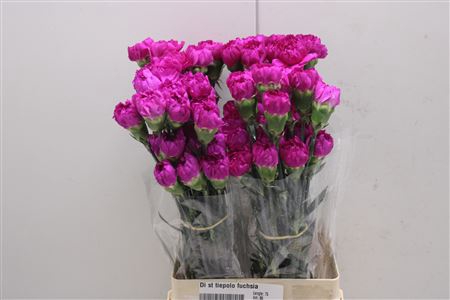 <h4>Di St Tiepolo Fuchsia</h4>