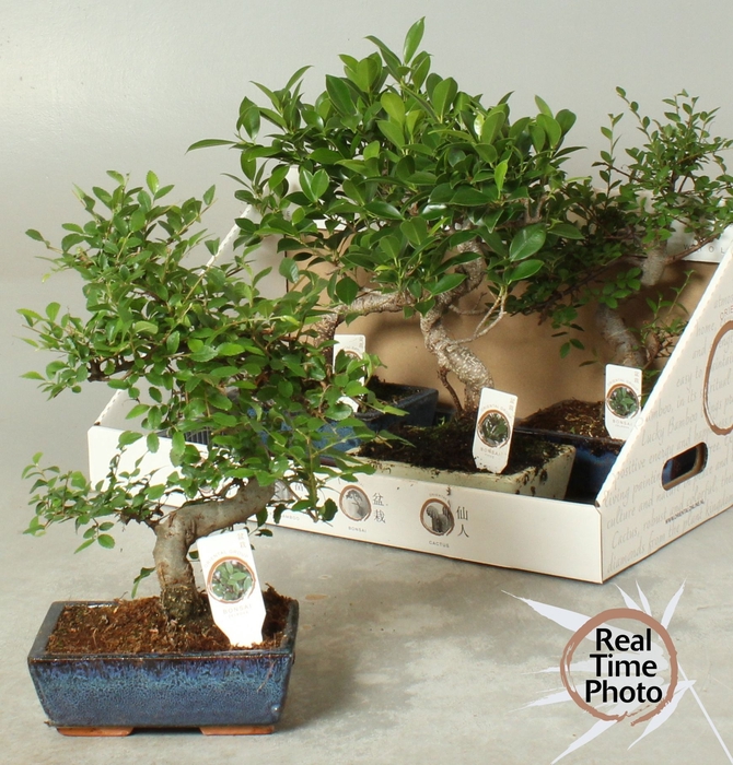 <h4>BONSAI GEM</h4>