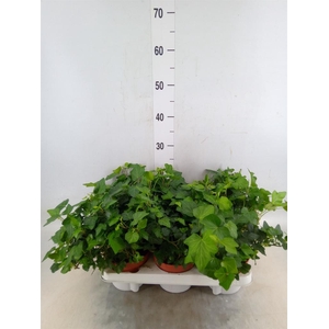 Hedera   ...green leafed