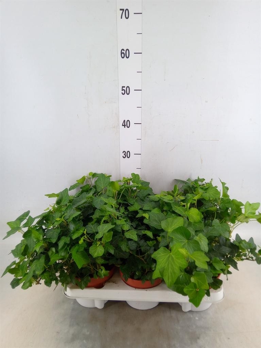 <h4>Hedera   ...green leafed</h4>