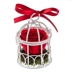 Display Birdie Red01