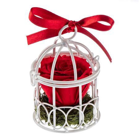 <h4>Display Birdie Red01</h4>