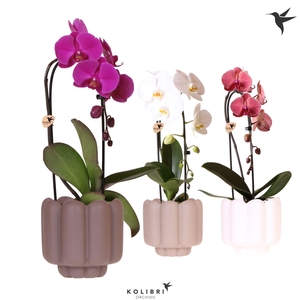 Kolibri Orchids Phalaenopsis Cascade Niagara Fall mix 1 spike in Retro pot sand mix