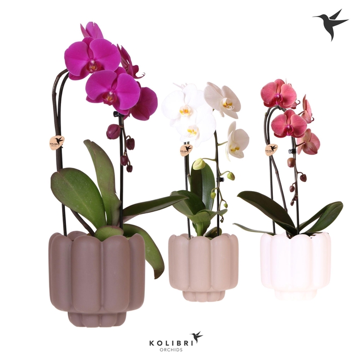 <h4>Kolibri Orchids Phalaenopsis Cascade Niagara Fall mix 1 spike in Retro pot sand mix</h4>