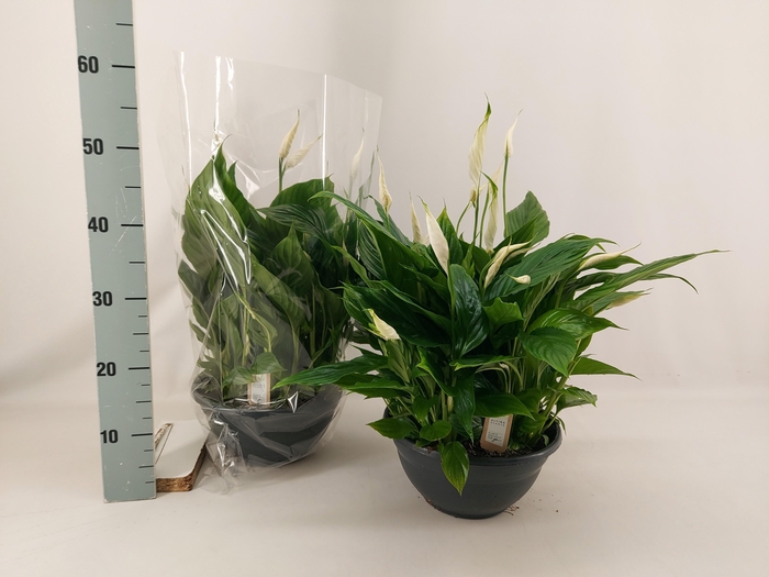 <h4>SPATH CHOPIN</h4>