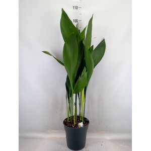 Aspidistra elat.
