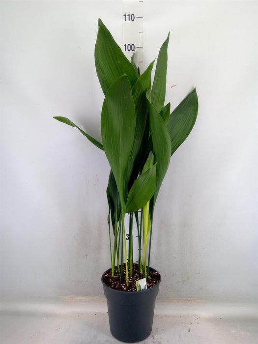 <h4>Aspidistra elat.</h4>