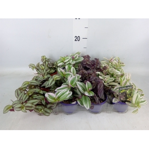 Tradescantia   ...mix