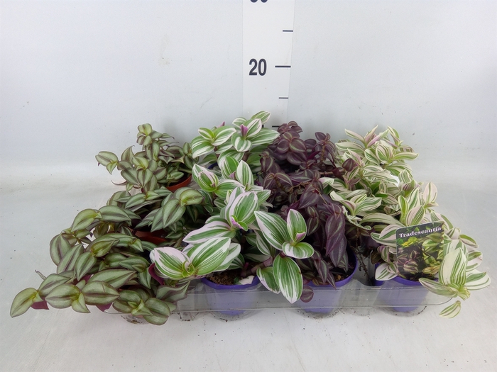 <h4>Tradescantia   ...mix</h4>