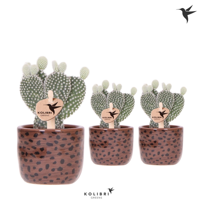 <h4>Kolibri Greens Opuntia white in Leopard pot</h4>