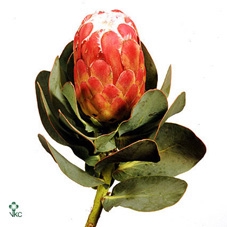 Protea Grandiceps