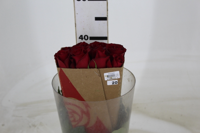 <h4>ROSA SAMOURAI 040 CM ESTUFA</h4>