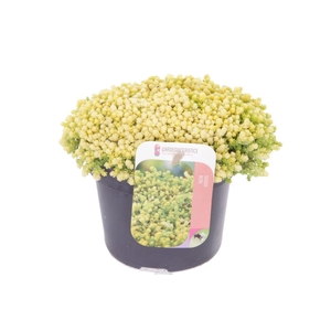 Sedum acre Yellow Queen
