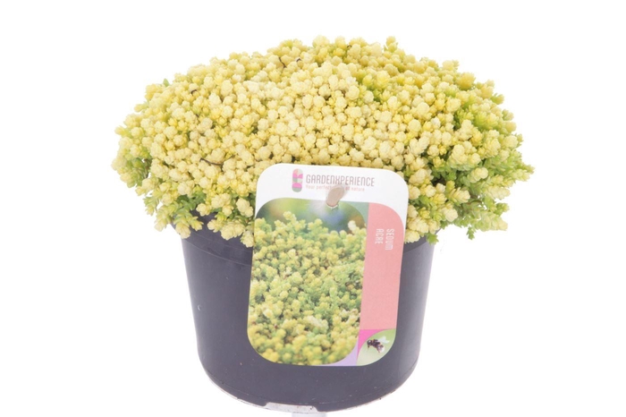 <h4>Sedum acre Yellow Queen</h4>